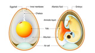 Two bird eggs with embryo and egg anatomy. Cross section illustration of inside egg. Vector diagram for educational, biological and science use.