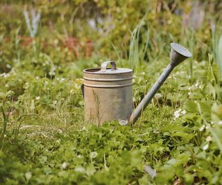 Metal watering can in a field of grass