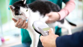 Cat having microchip scanned