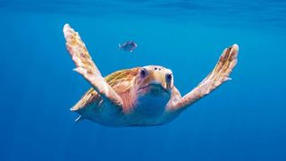 A turtle swimming in the ocean in Planet Earth 3
