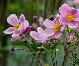 Pink Japanese anemones