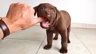 Puppy teething