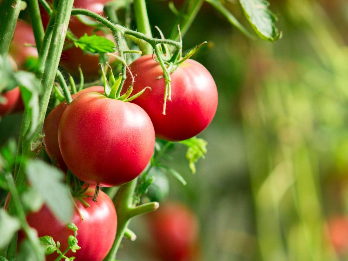 Tomato Plants And Temperature - Lowest Temperature To Grow Tomatoes