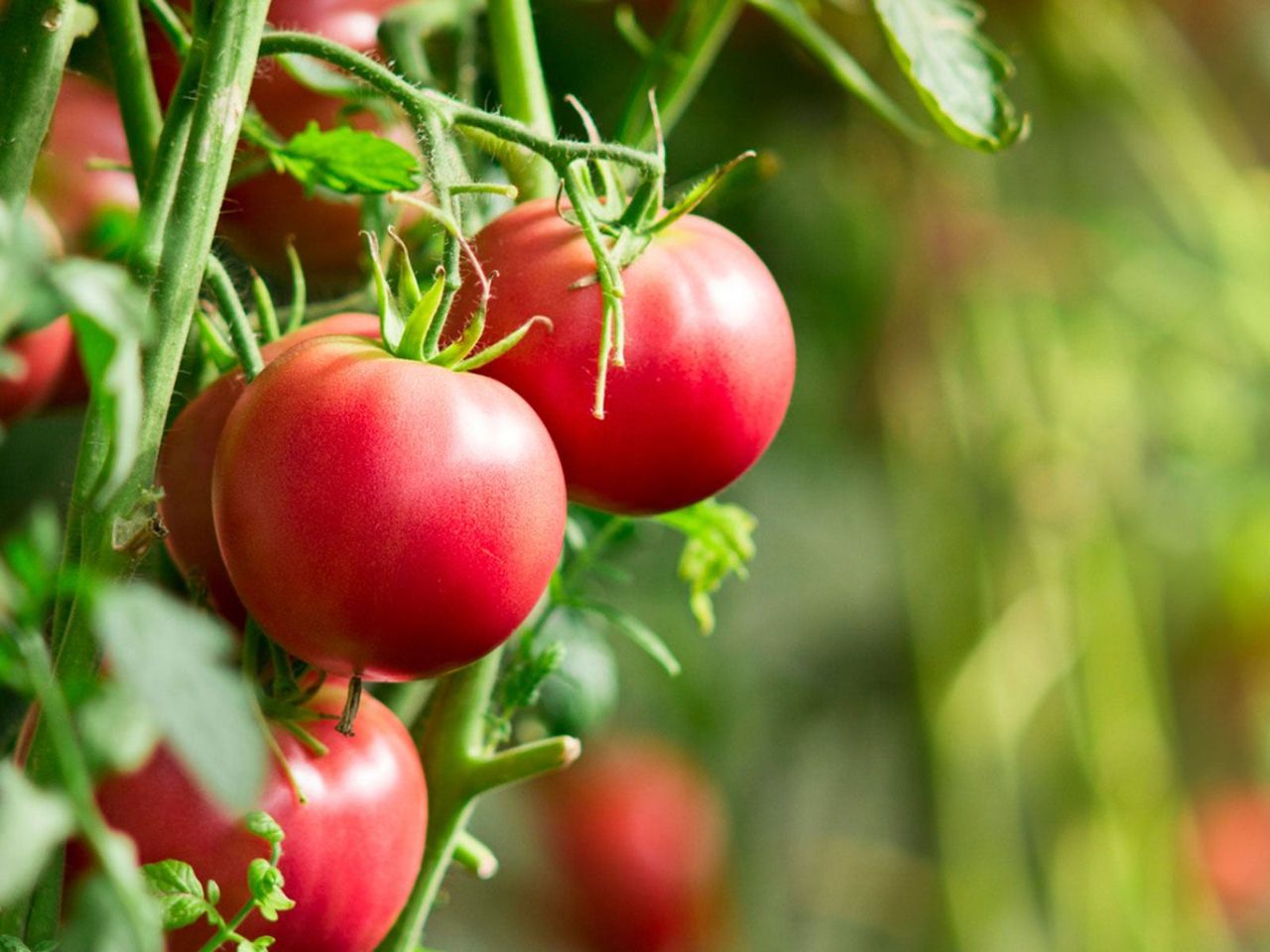 Tomato Plant With Large Red Tomatoes