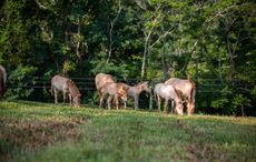 Przewalski's Horse Foals