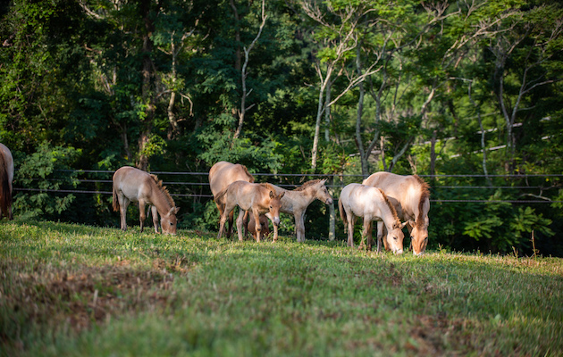 Przewalski's Horse Foals
