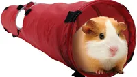 Best Guinea Pig Accessories, the Living World Pet Tunnel