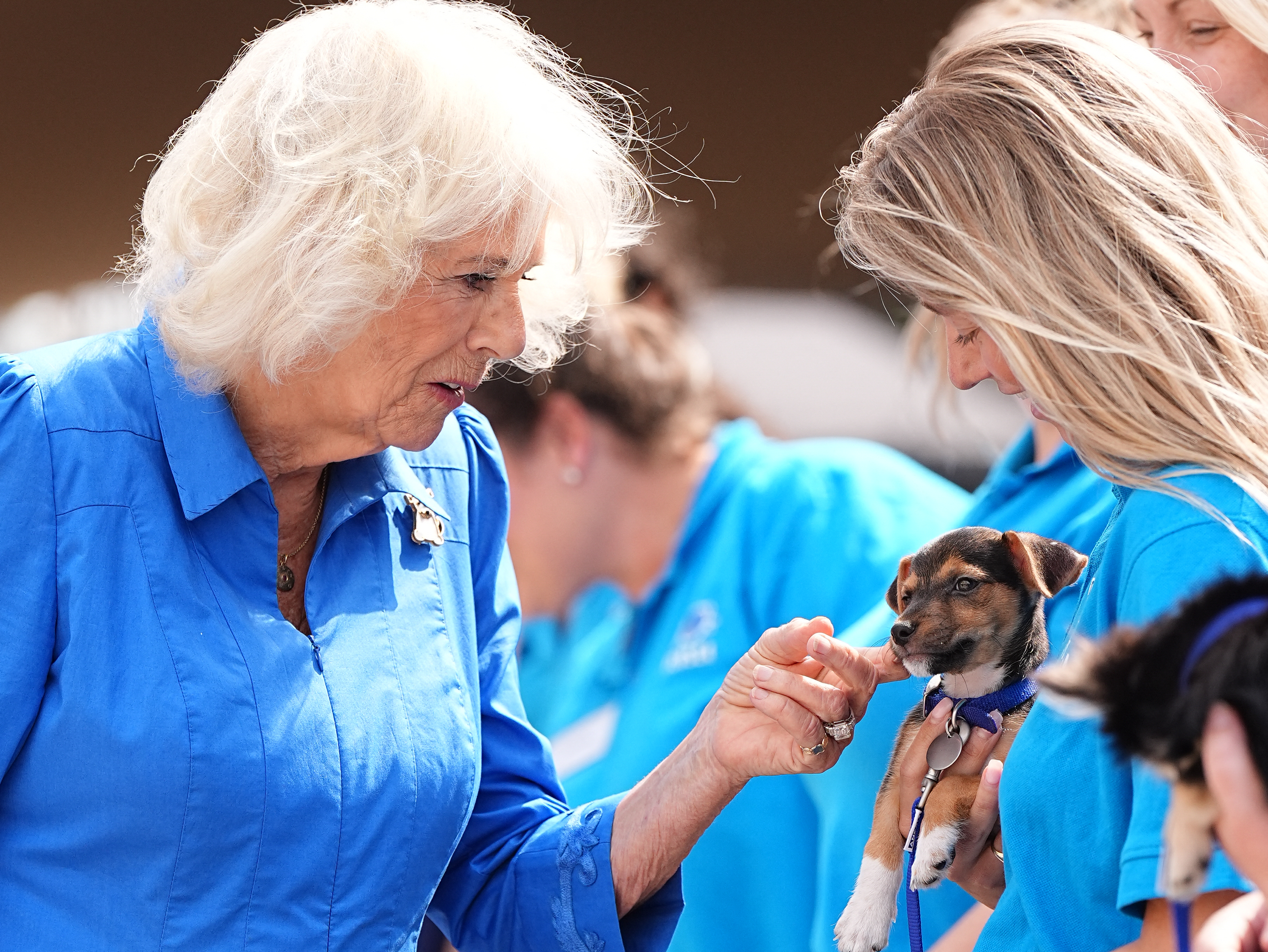 Queen Camilla holds her puppy and meets a tiny dog at Battersea