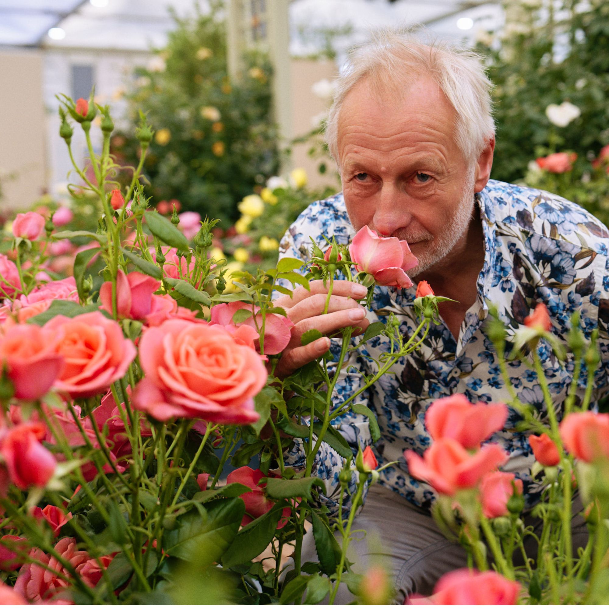 Catherine&#039;s Rose