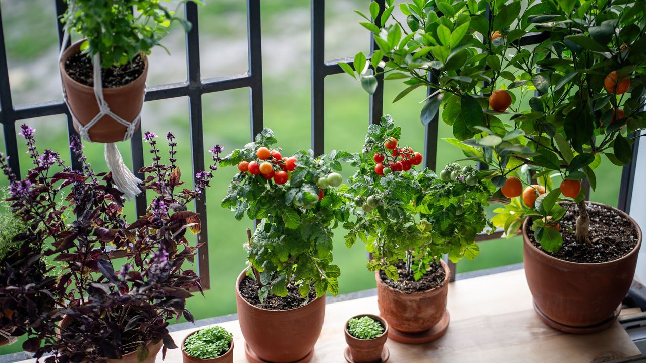 Seedlings of plants with flowers on home balcony. Basil, mint, citrus tree, cherry tomatoes, and fruits grow in pots facing streetlight from balcony. 