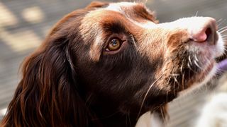 English springer spaniel close up of head