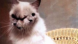 Frank and Louie - world's longest surviving Janus cat