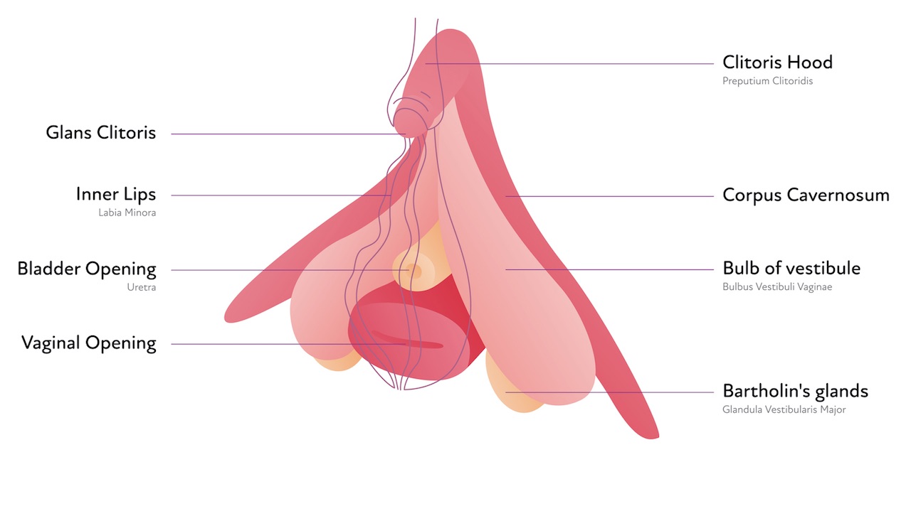 Anatomie der Klitoris