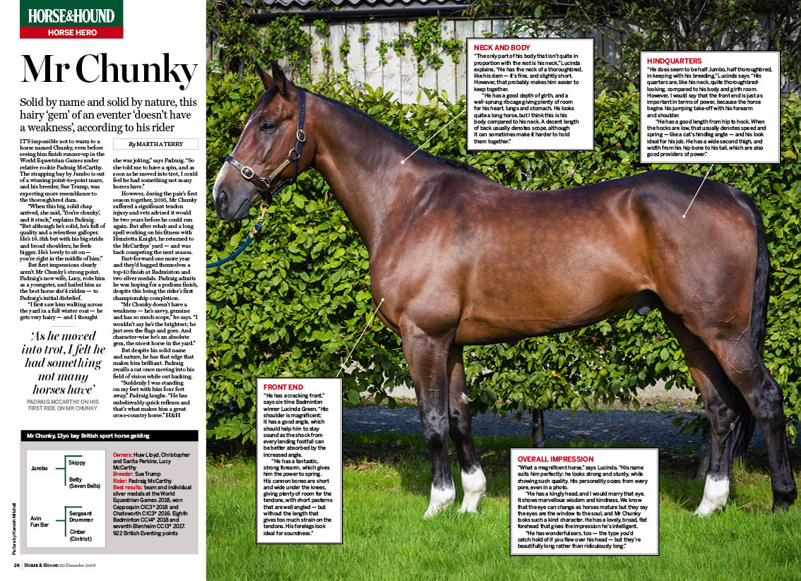 FT-2pp-Horse-hero-Mr-Chunky.jpg