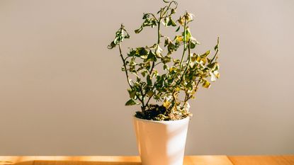 dying, dried potted rose plant 
