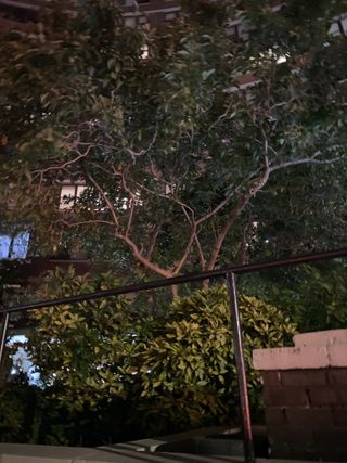 iPhone 11 Pro camera roll