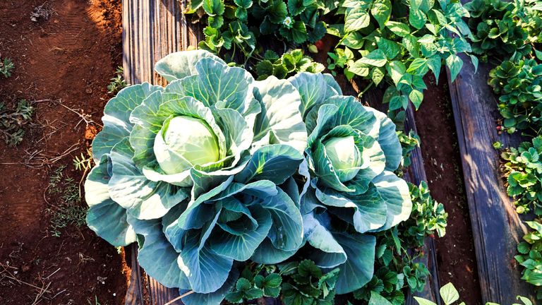 cabbage growing in patch