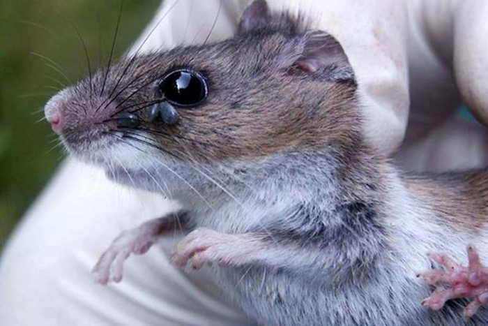 Are species losses sickening?