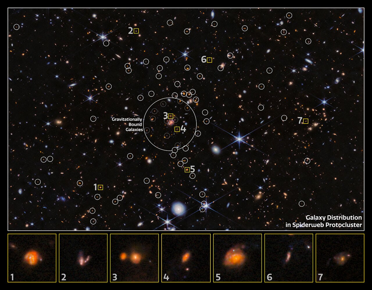 Spiderweb protocluster is stuffed with child galaxies, James Webb Area Telescope unearths (symbol)