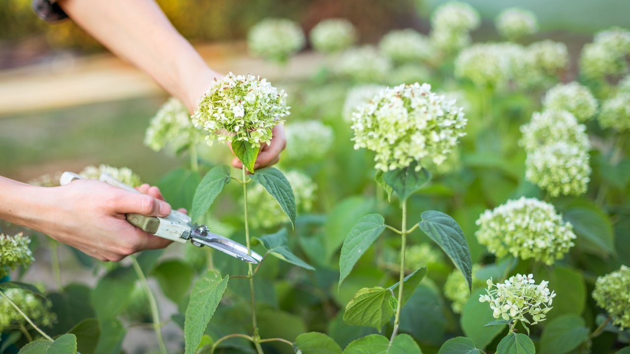 Woman&#039;s hands deadheading hydrangea