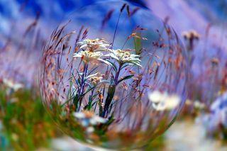 A bit of imagination and creativity turns this well known mountain flower into a magical image. Image © Edvard - Badri Storman