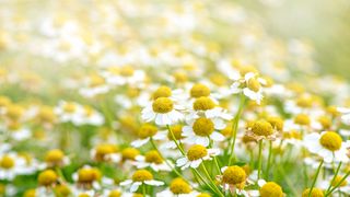 chamomile