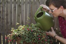Lady Watering Fuchsia Plant