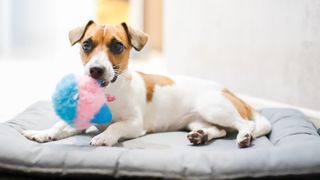 Jack Russell Terrier lying on dog bed with toy in mouth