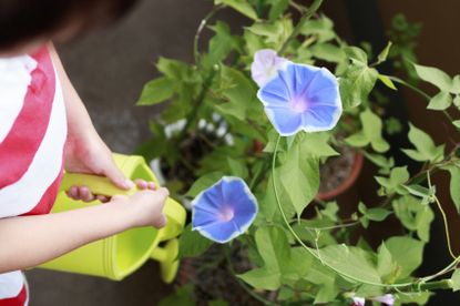 Watering Potted Morning Glories