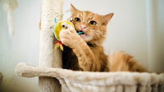 Why do cats need a scratching post? Ginger cat scratching post and chewing on toy