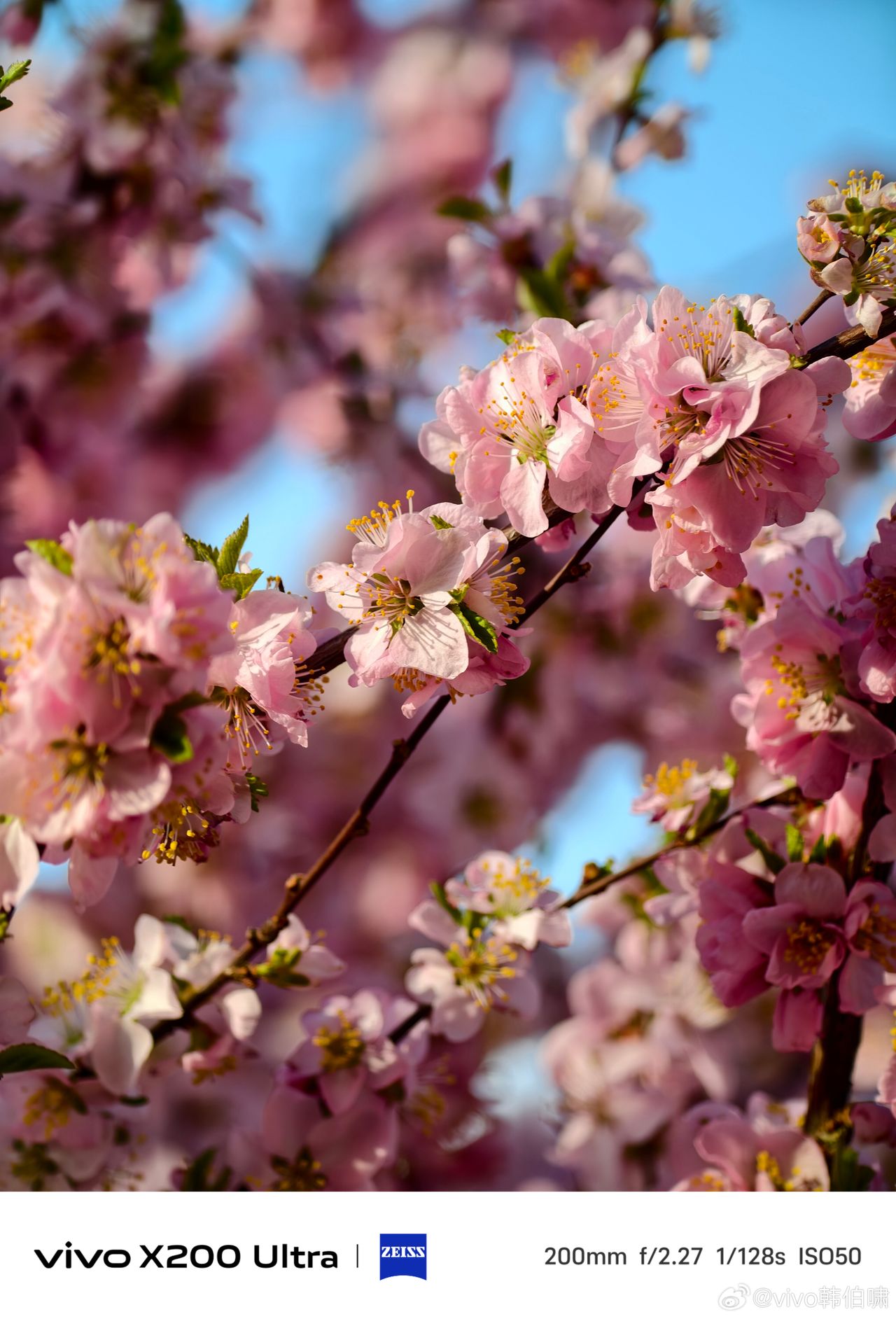 Capturing tree with pink cherry blossoms, using three different focal lengths with the Vivo X200 Ultra