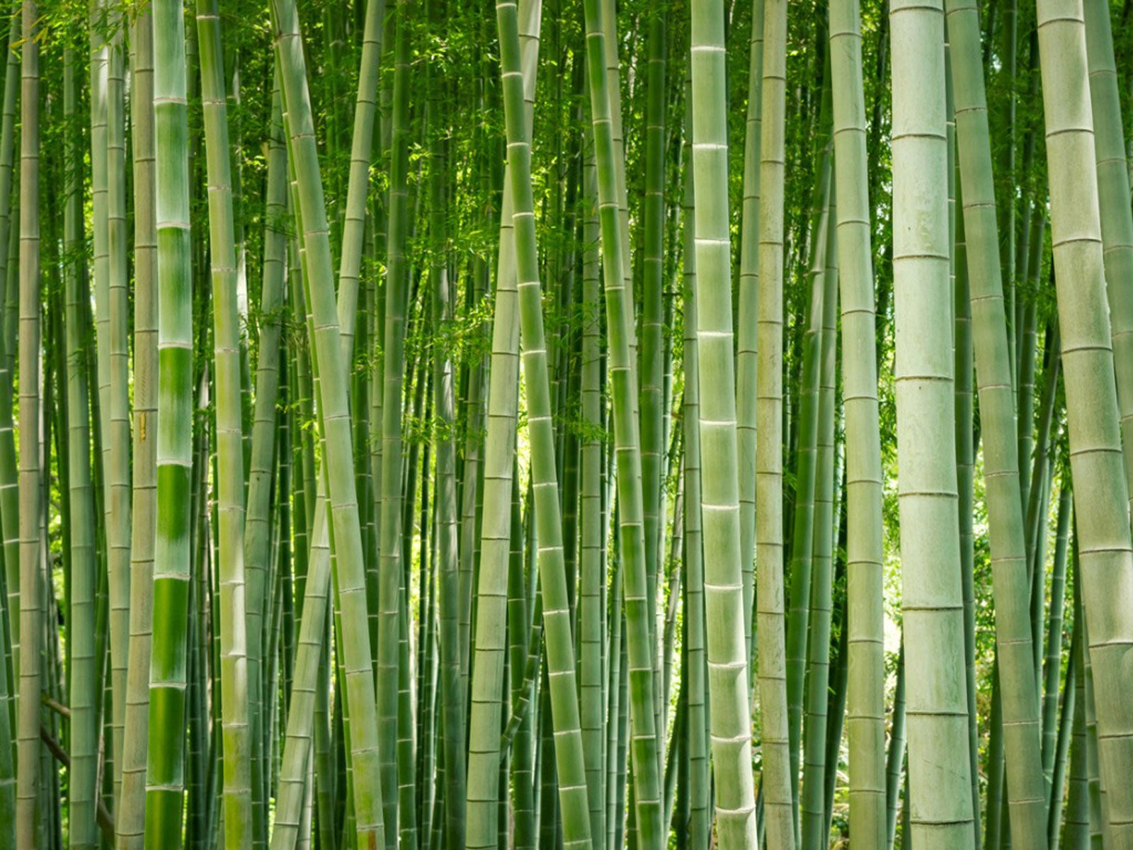 idee con canne di bambu - Ricerca Google  Bamboo garden fences, Backyard  garden design, Bamboo garden