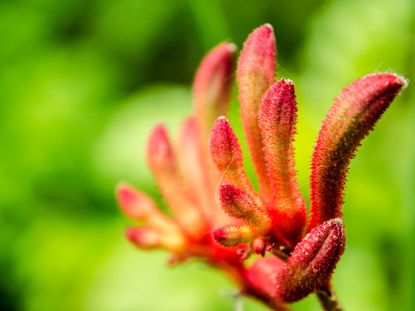 Close up of Red Kangaroo Paw Plant