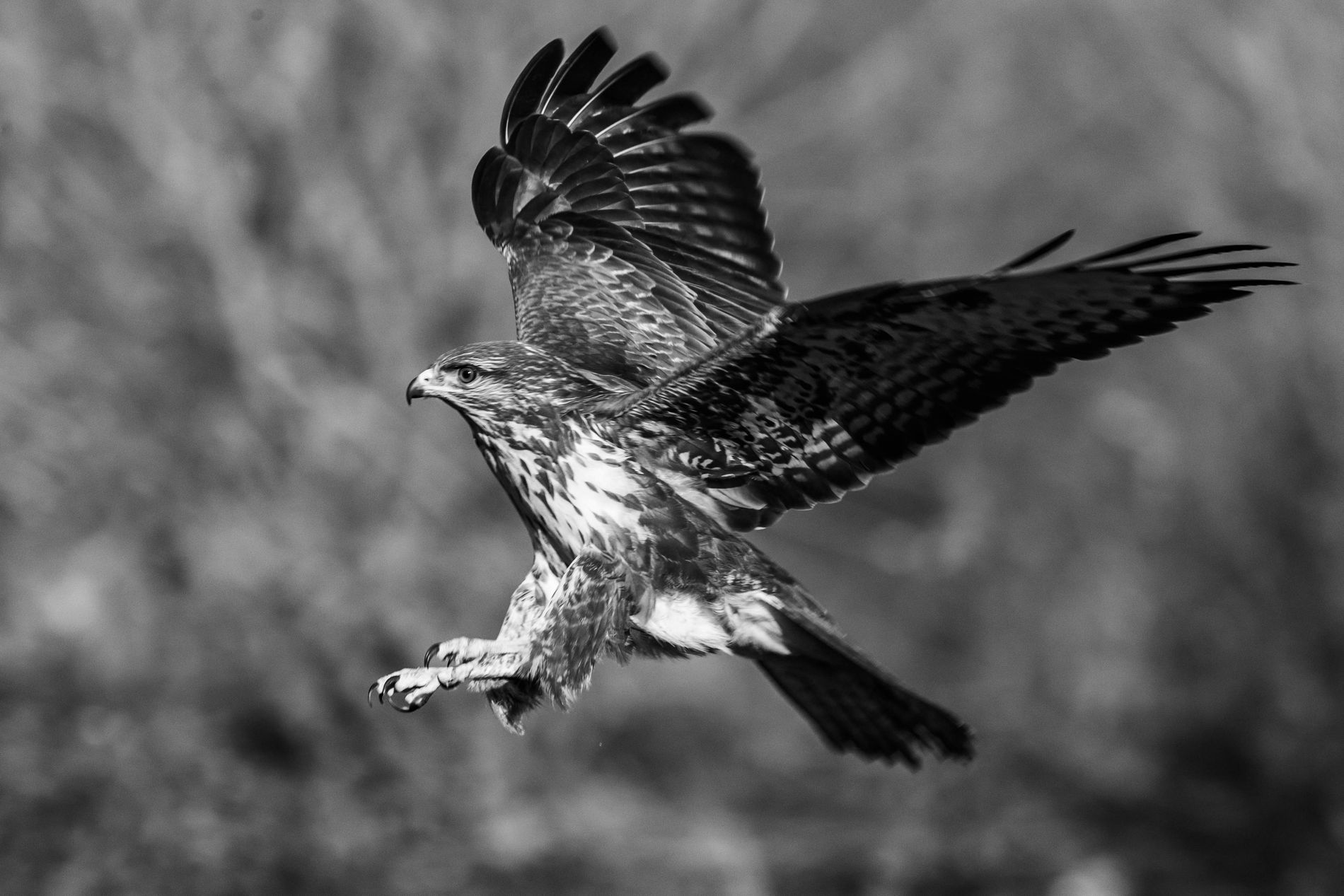 GuruShots - Monochrome Moments Jan 26