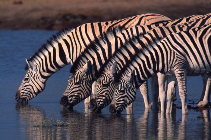 Zebras at watering hole, migration