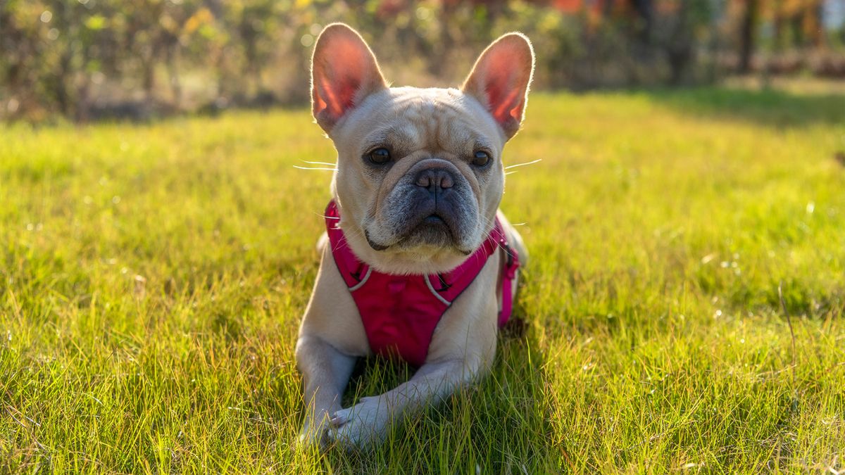 French Bulldog laying on grass