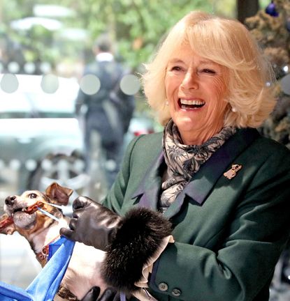 Queen Camilla wearing a green coat and laughing holding her dog Beth, who is pulling on a piece of fabric, in front of a Christmas tree