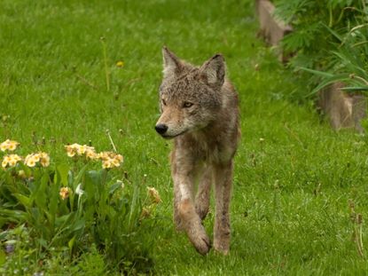 A coyote walking through a garden