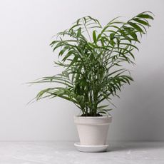 Potted majesty palm against a white background