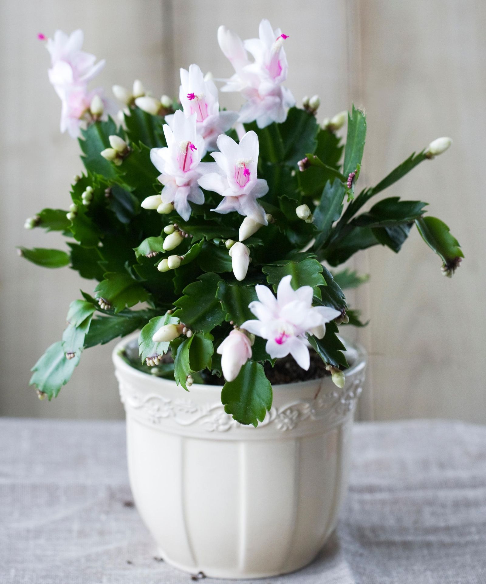 Why Is My Christmas Cactus Not Blooming? | Homes & Gardens