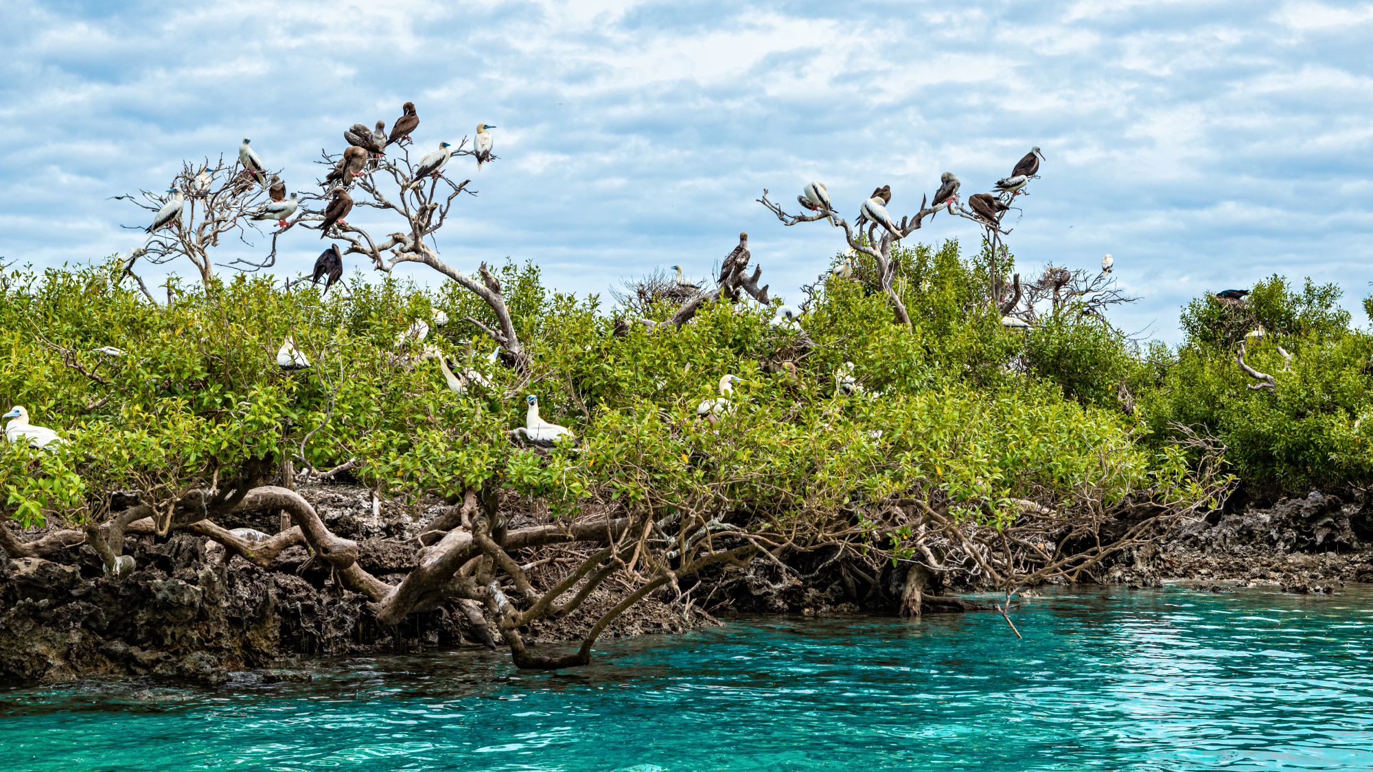 Breeding colonies of brown booby, red-footed booby, lesser noddy and sooty tern in low trees rising above sea on Cosmoledo atoll, Outer Islands, Seychelles