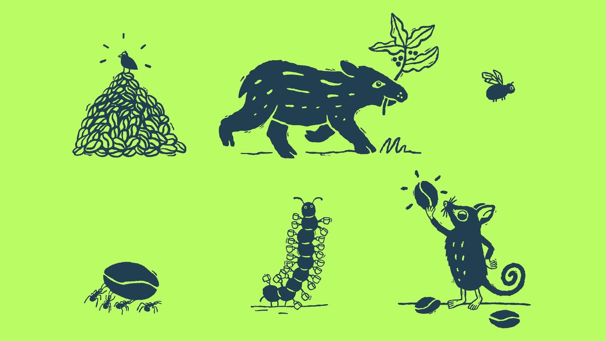 Curu nature loving coffee branding
