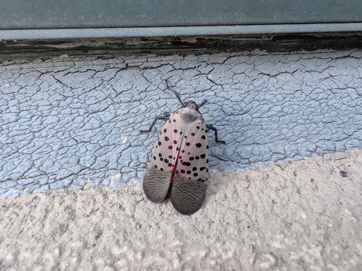 Google Pixel 9 Pro Fold camera image samples