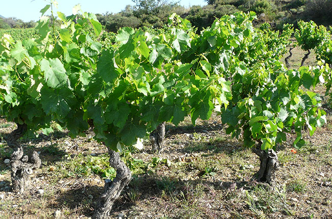 Ch&amp;acirc;teau Wiala in Fitou, Languedoc-Roussillon
