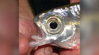 The mooneye fish, another bony tongue fish, has teeth on its tongue.