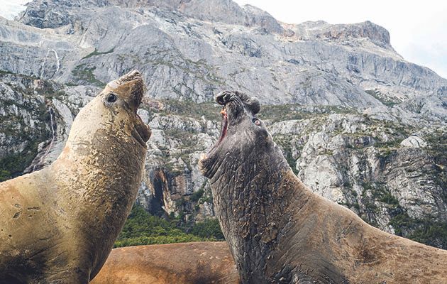 The marine life of our oceans has been to the fore in this stunning series, but this week the cameras focus on the creatures that live on both land and at sea, and make their homes on our coastlines.