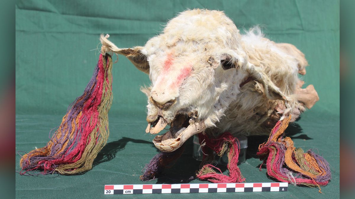 Sacrificed llama mummies unearthed in Peru - Live Science