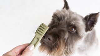 dog with dental chew