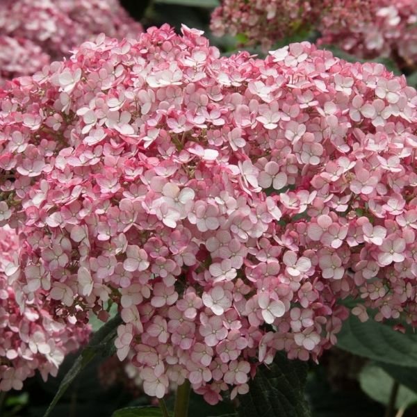 Incrediball Blush Hydrangea