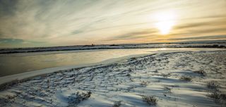 google street view, polar bears